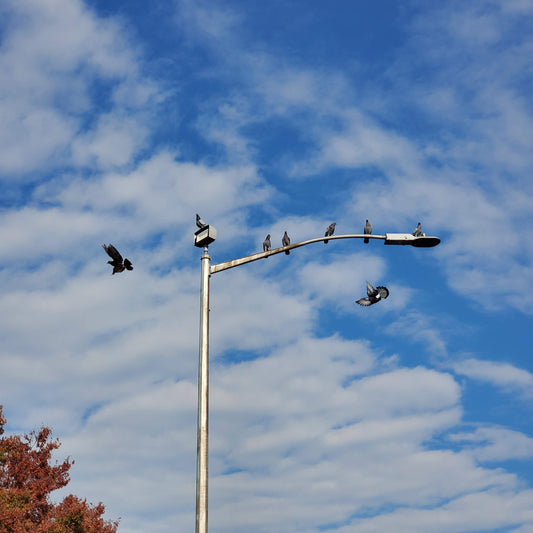 Skydivers